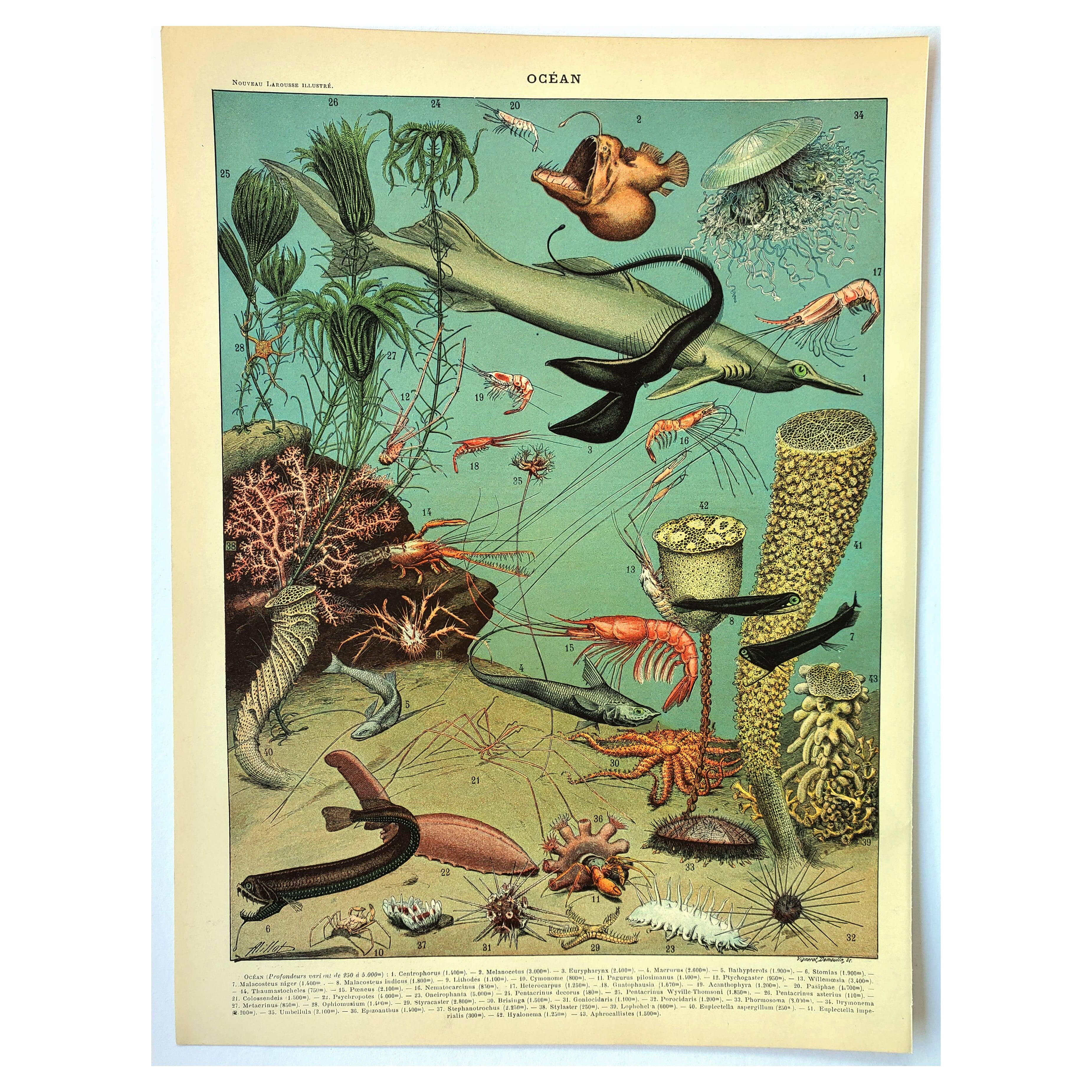 Antique engraving 1897 A. Millot - Ocean and Abyss, deep ocean, fauna