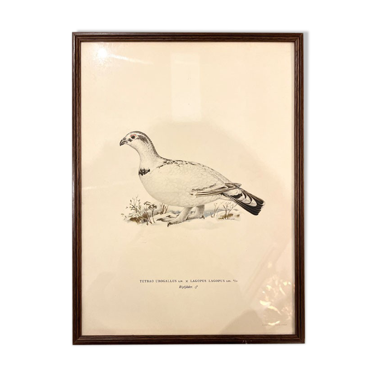 Old board framed under glass, bird