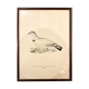 Old board framed under glass, bird