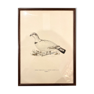 Old board framed under glass, bird
