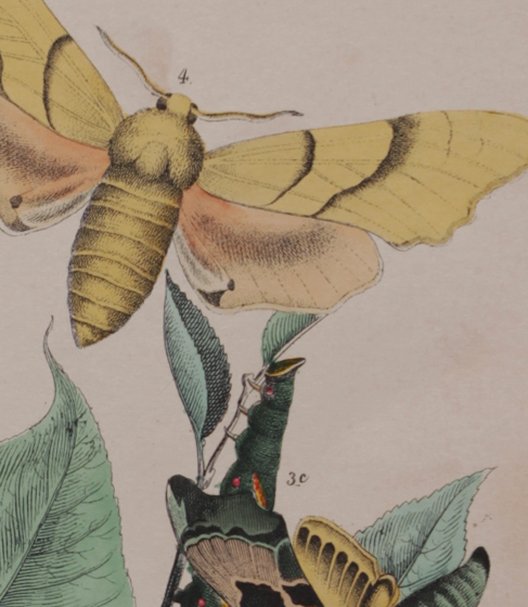 Lithographie gravure papillon vintage - Buffon 1850