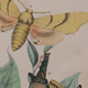 Lithographie gravure papillon vintage - Buffon 1850