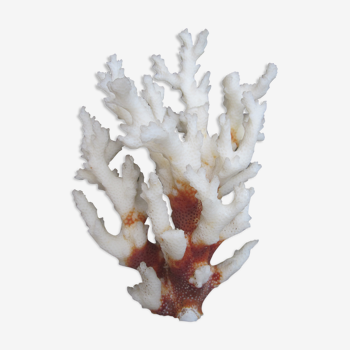 White coral branch
