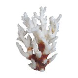 White coral branch