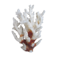 Branche de corail blanc
