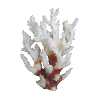 Branche de corail blanc