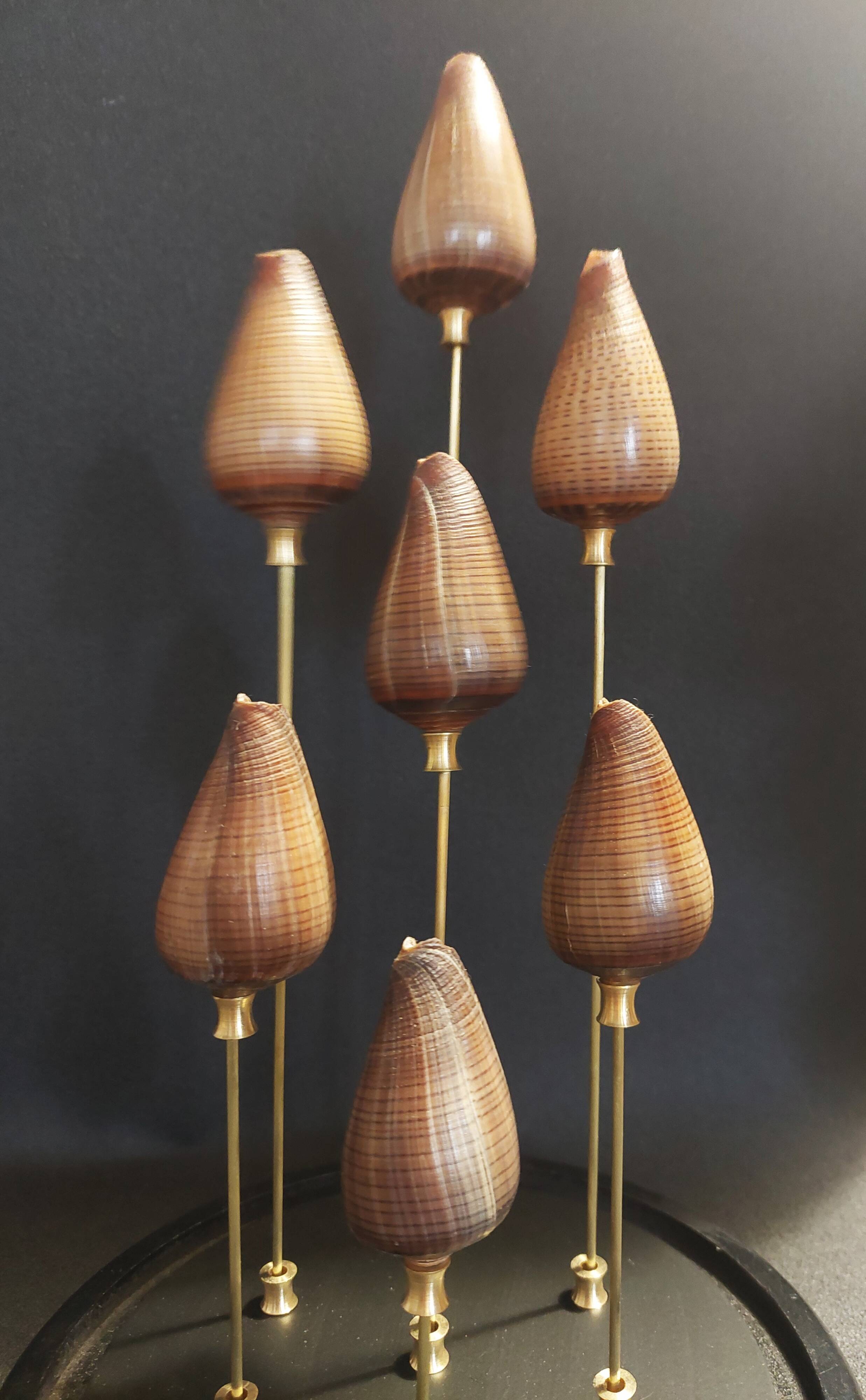 Cabinet of Curiosities globe with conus figulinus shells