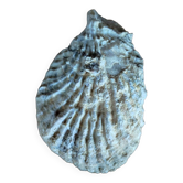 Fossil