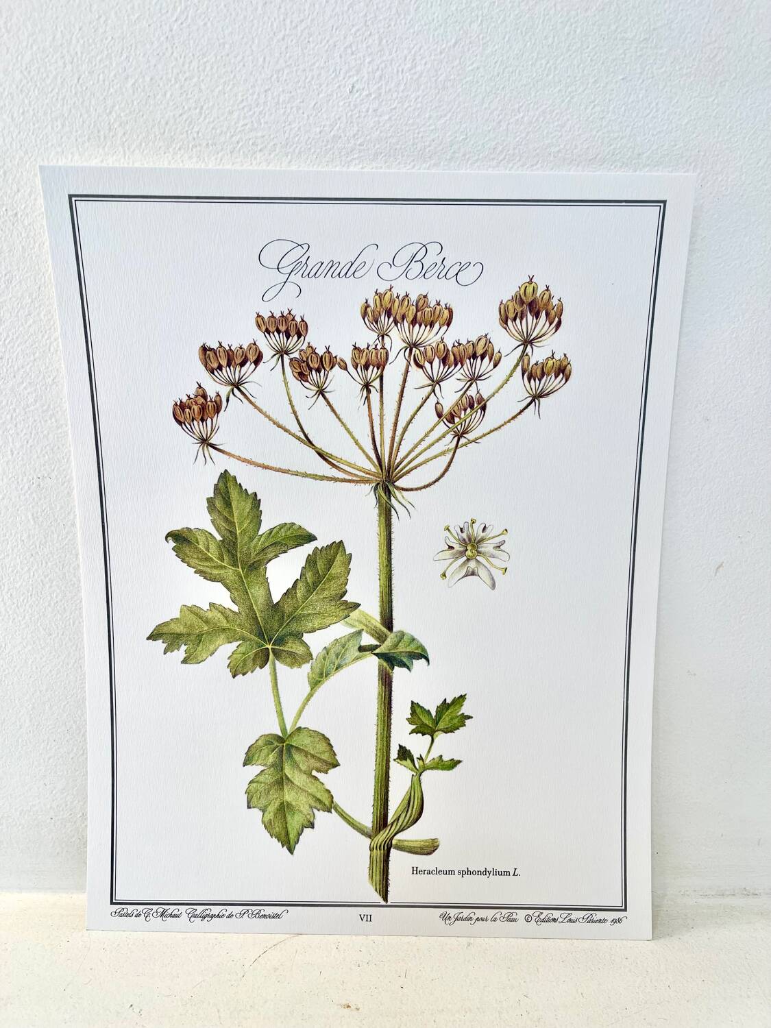 Botanical plate – Giant hogweed – Louis Pariente, 1986