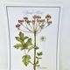 Botanical plate – Giant hogweed – Louis Pariente, 1986