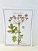 Botanical plate – Giant hogweed – Louis Pariente, 1986