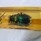 6 knife-wielding vintage insect inclusion