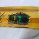 6 knife-wielding vintage insect inclusion