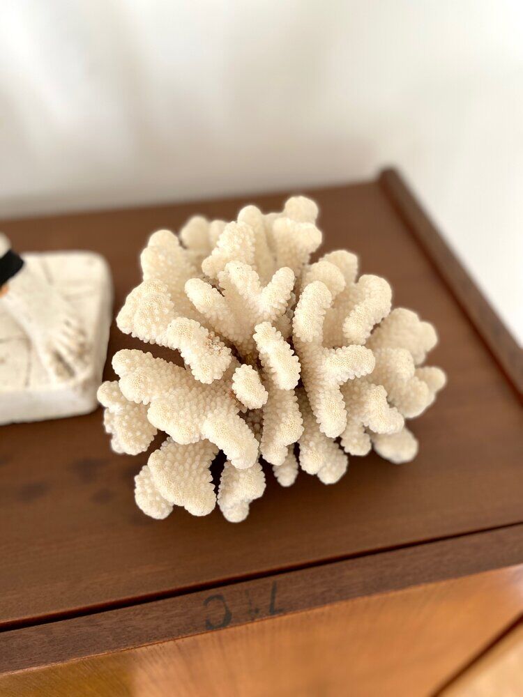 Acropora, corail blanc