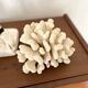 Acropora, corail blanc
