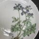 6 assiettes plates motif herbier en porcelaine winterling bavaria