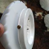 Suite de quatre appliques coquillage Limburg