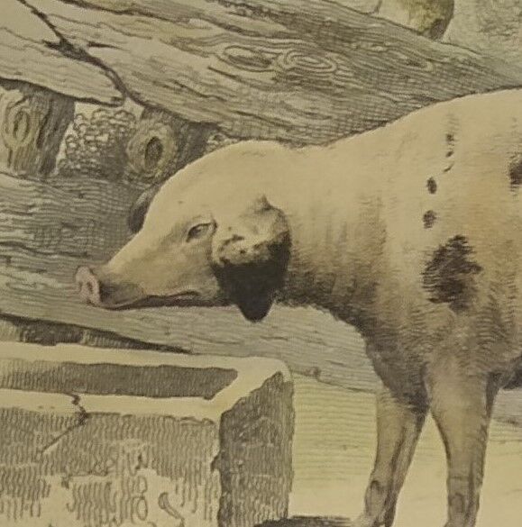 Original framed zoological plate, from 1839 " Pig & Boar "