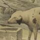Original framed zoological plate, from 1839 " Pig & Boar "