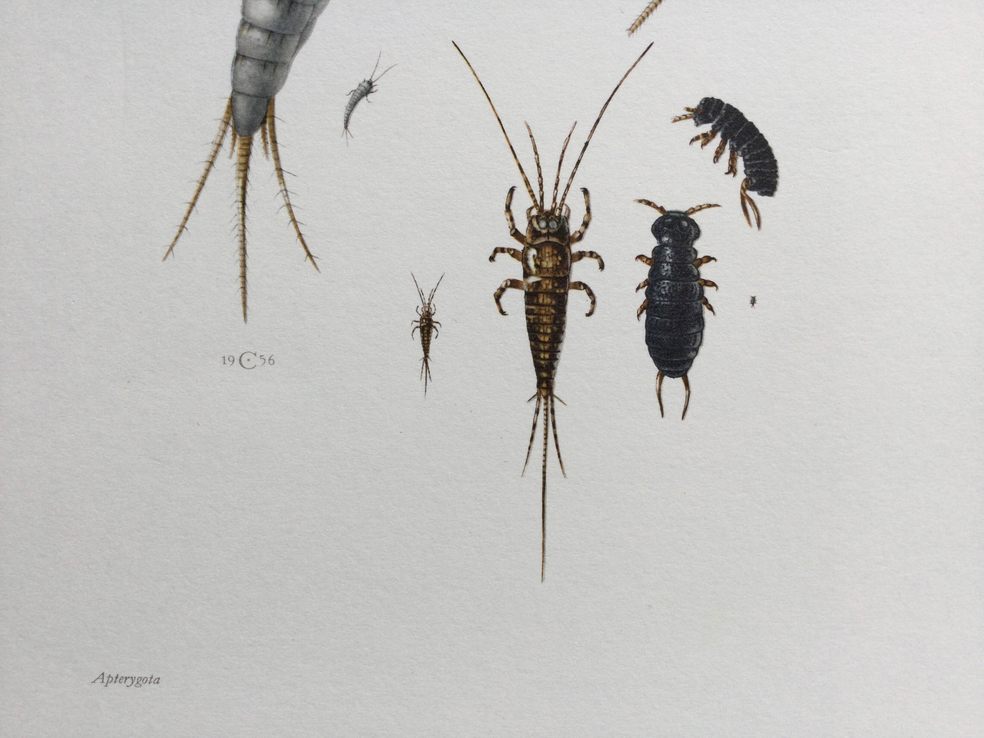 Old illustration "insects", 1960s