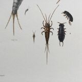 Old illustration "insects", 1960s