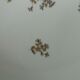 Decor porcelain compotier cut with barbel