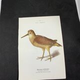 Naturalist plate old birds double-sided engraving work 1908 G. Denise