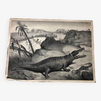Zoological school poster representing a crocodile