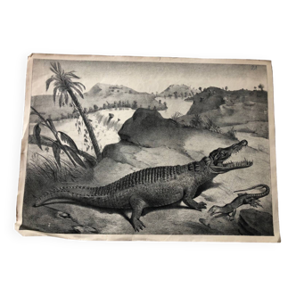 Affiche scolaire zoologique représentant un crocodile