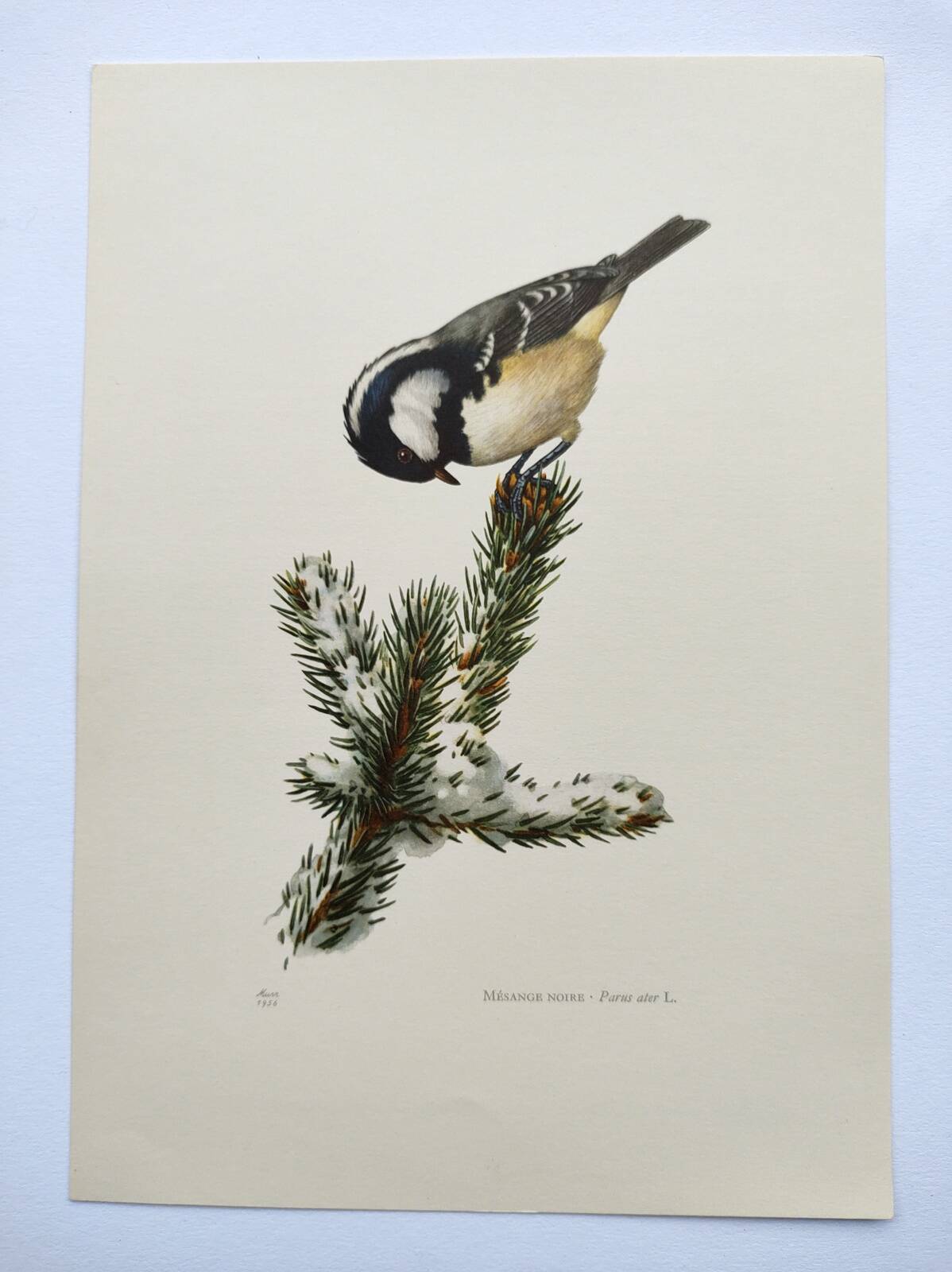 Planche oiseaux années 60 - mésange noire - illustration zoologique vintage