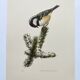 Planche oiseaux années 60 - mésange noire - illustration zoologique vintage