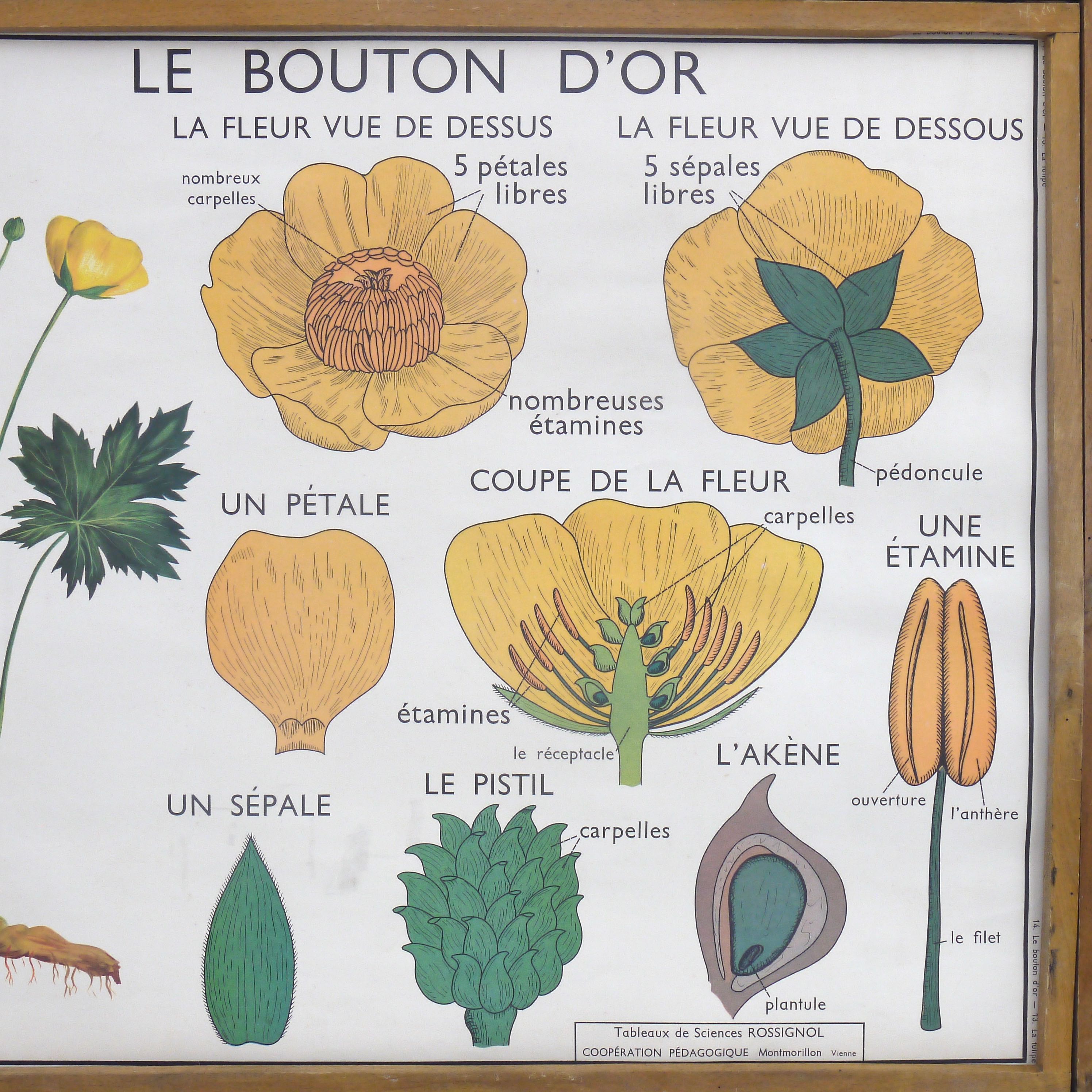 Educational poster rossignol - the tulip & gold button