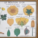 Educational poster rossignol - the tulip & gold button