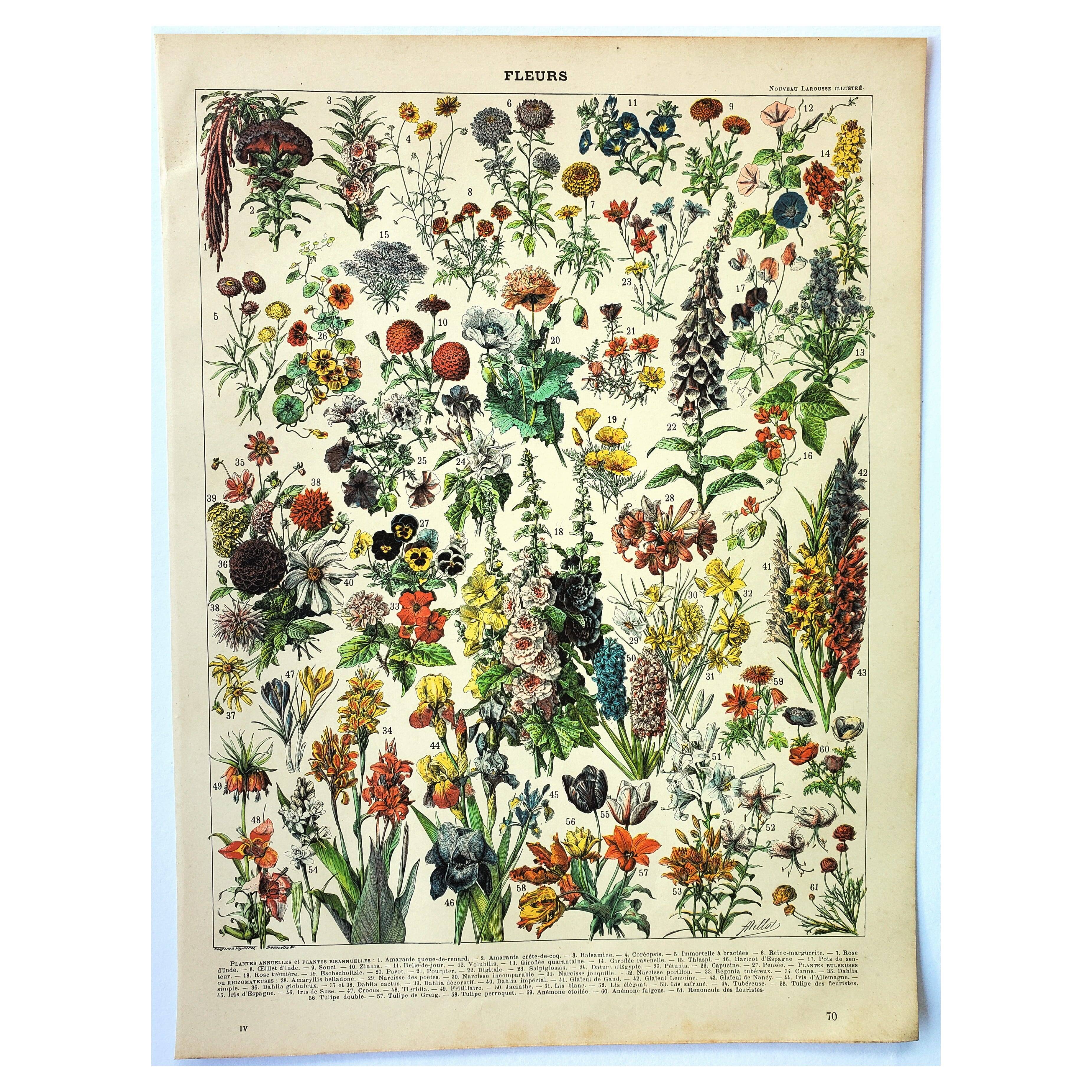 Gravure botanique 1897 A. Millot - Fleurs et plantes