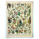 Botanical engraving 1897 A. Millot - Flowers and plants 1