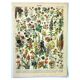 Gravure botanique 1897 A. Millot - Fleurs et plantes