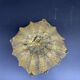 Empty pocket, Murano, Archimedes Seguso, yellow, gold, bubbled, stylized flower-forming, blown glass, Italy