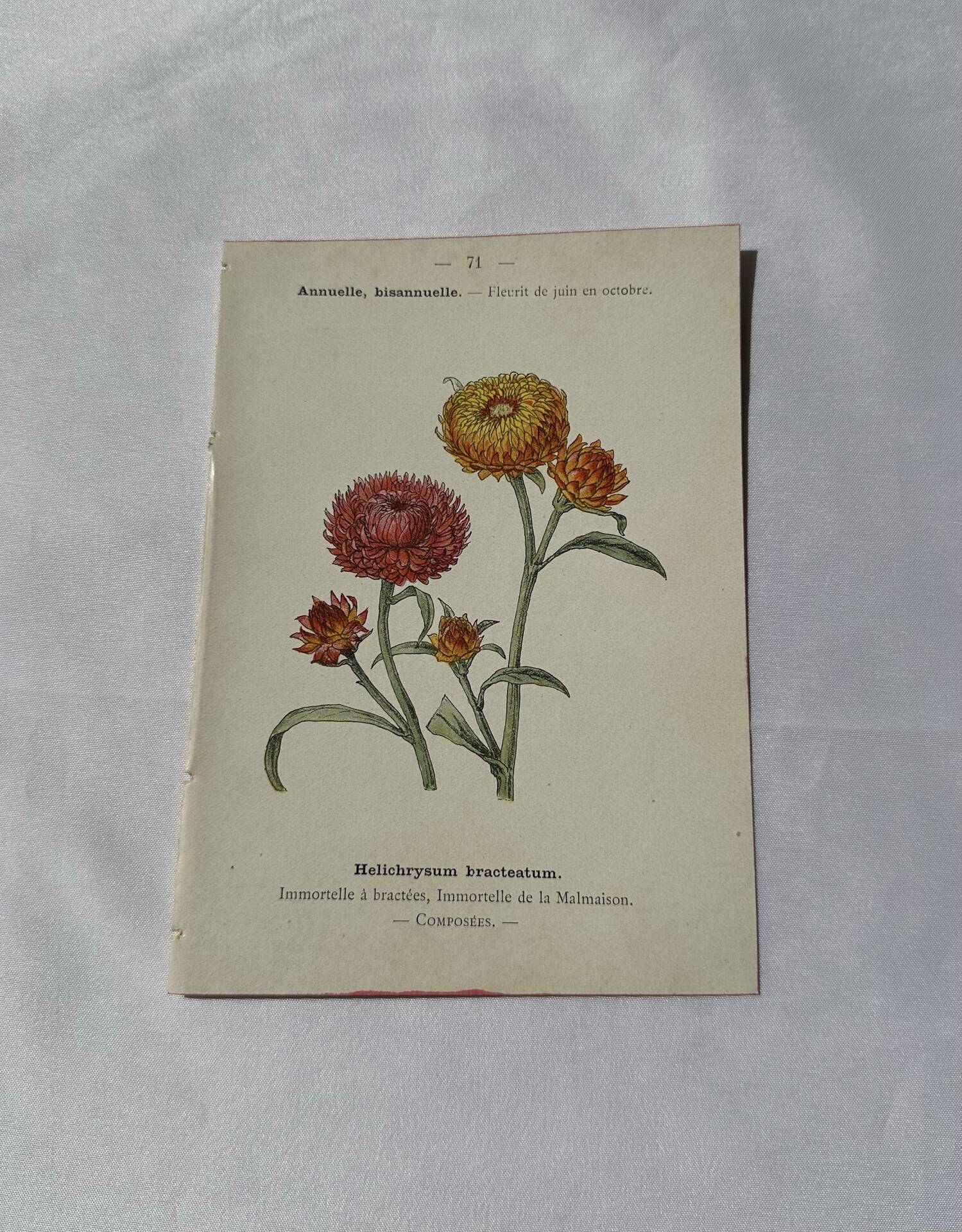 🌿 Botanical Plate Old Naturalist Engraving 19th Century Double-Sided