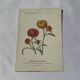🌿 Botanical Plate Old Naturalist Engraving 19th Century Double-Sided