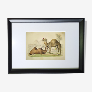 Original zoological plate of 1839 " Camel & Dromedary "