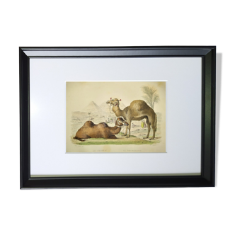 Planche zoologique originale de 1839 " Chameau & Dromadaire "