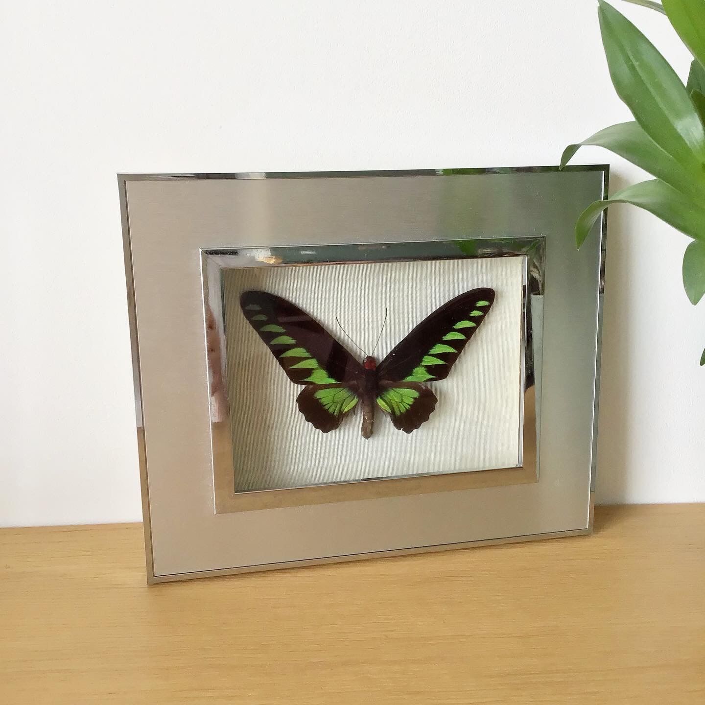 Vintage naturalized butterfly