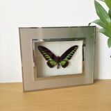 Vintage naturalized butterfly