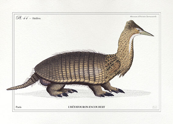 Set of 3 chimera lithograph animal engraving