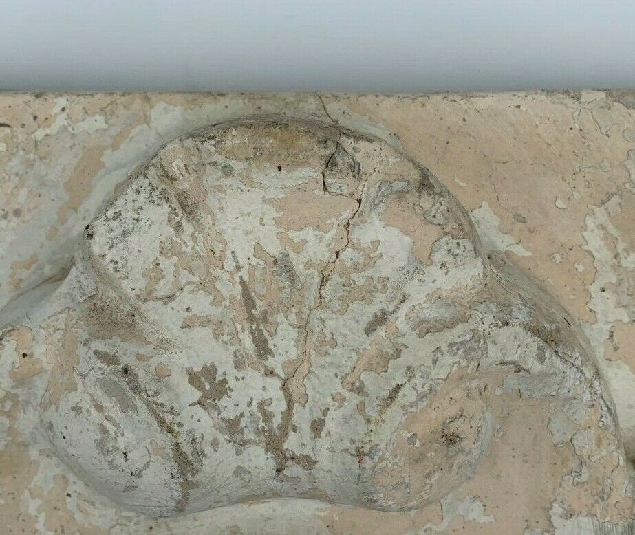 STONE SHELL 19TH PATINA OF ORIGIN SCULPTURE