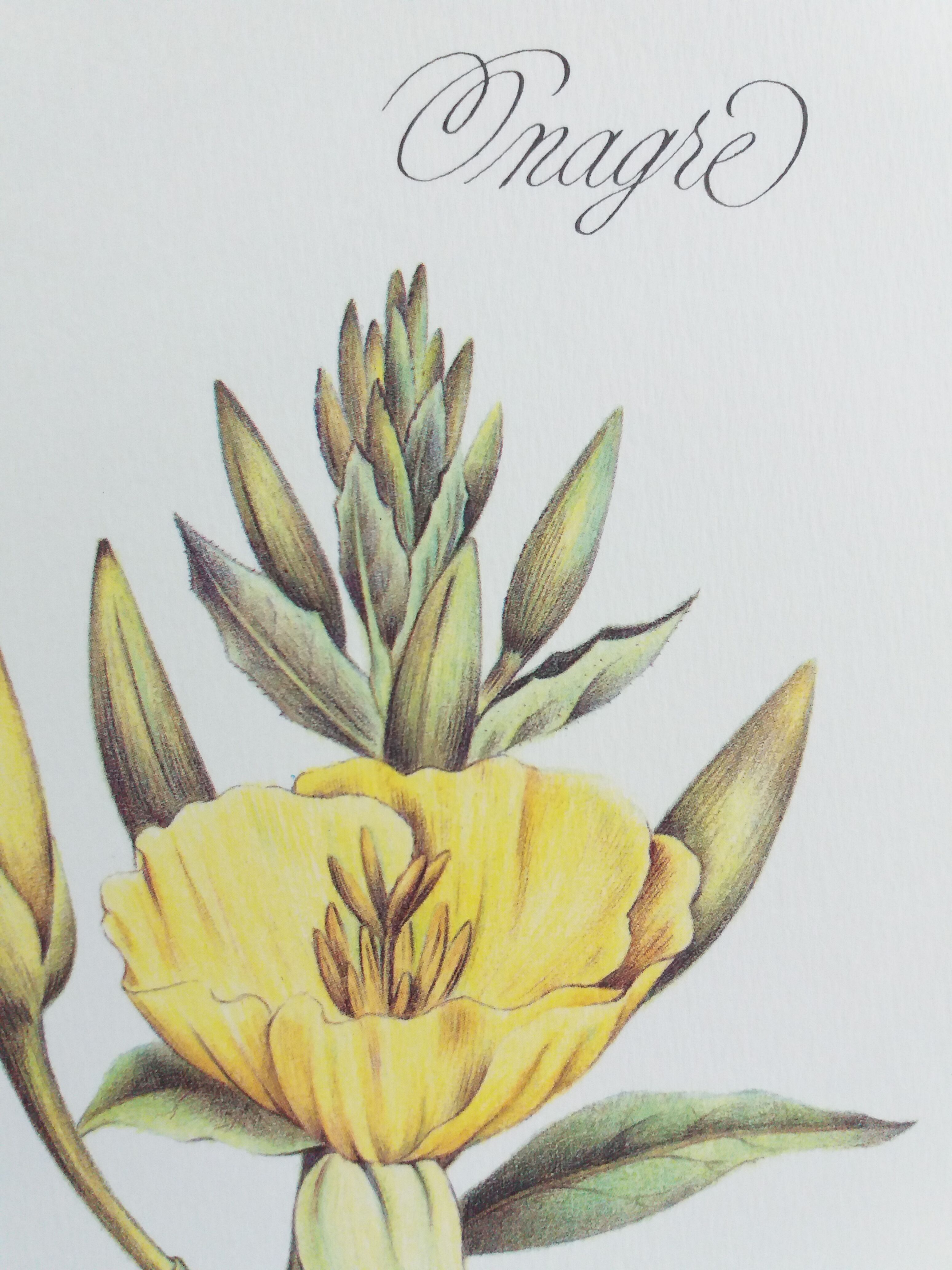 Botanical plank "Onagre"