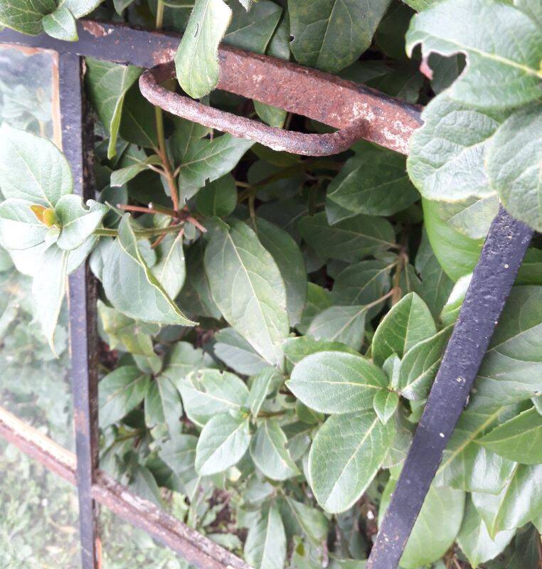 Industrial arched metal windows L73xH110 19th century glass roof