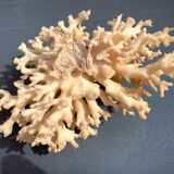 Ancient coral