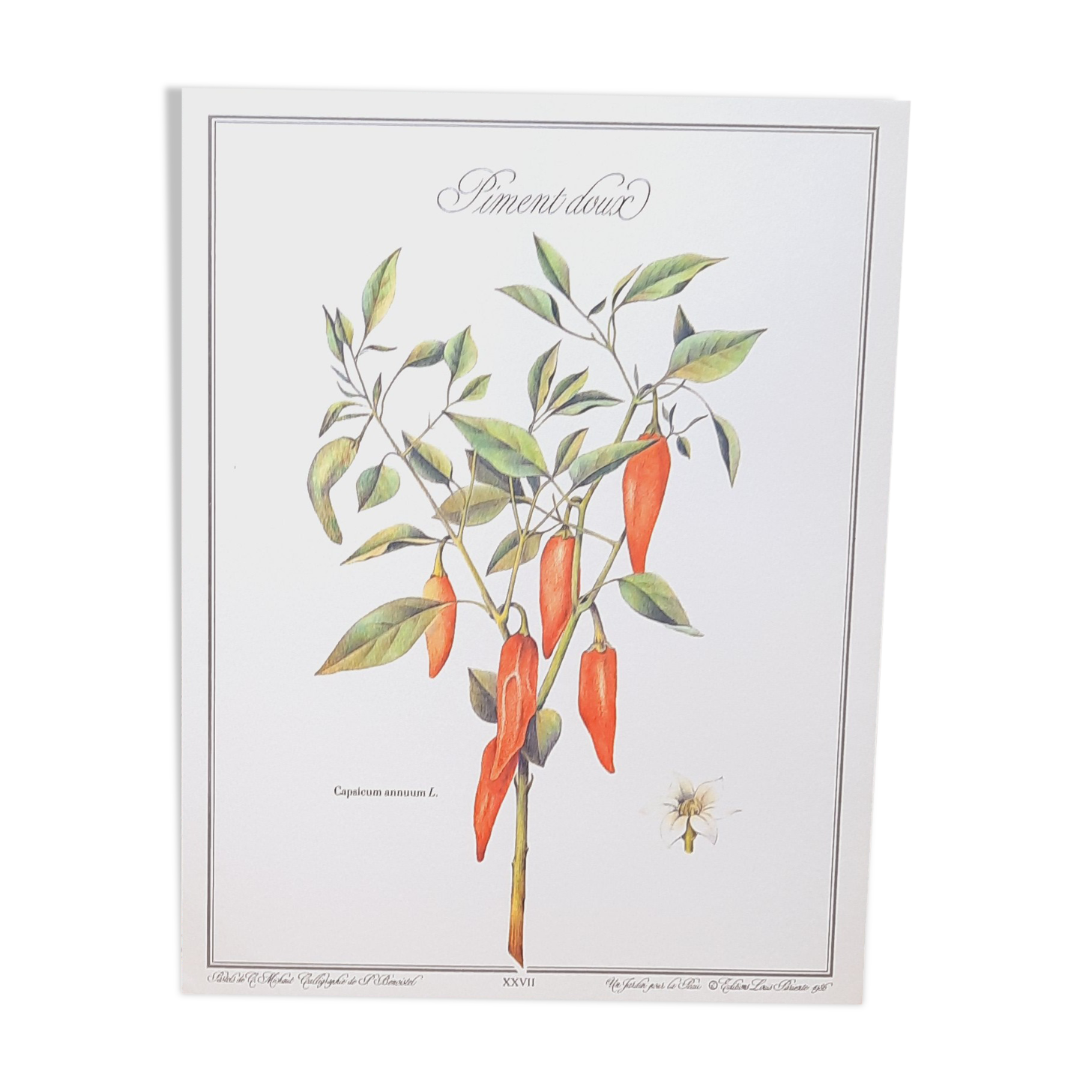 Botanical board Sweet pepper