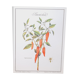 Botanical board Sweet pepper